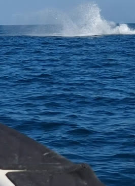 Borrifo de baleia no mar azul