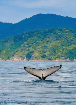 Cauda de baleia jubarte em frente às montanhas de Ilhabela