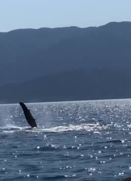 Nadadeira de baleia sobre o mar brilhante