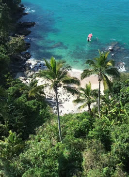 Praia vista de cima com coqueiros